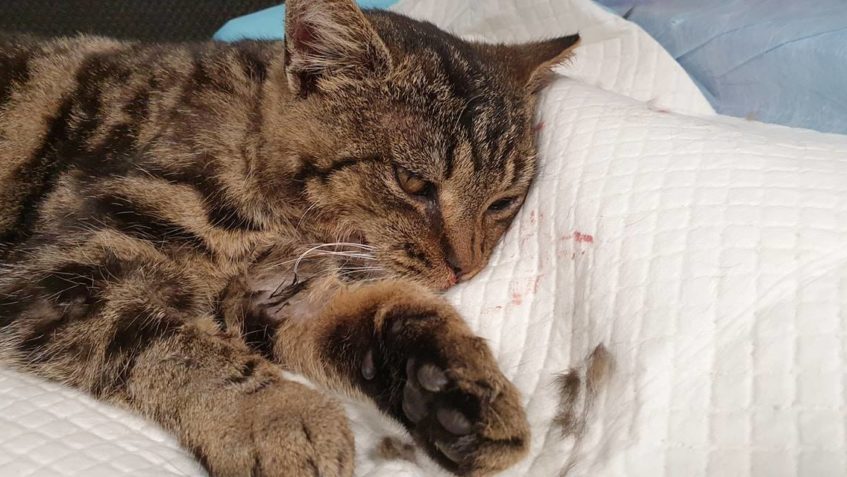 VČERA POZDĚJI VEČER NÁM BYL PANÍ STAROSTKOU NAHLÁŠEN SRAŽEN...