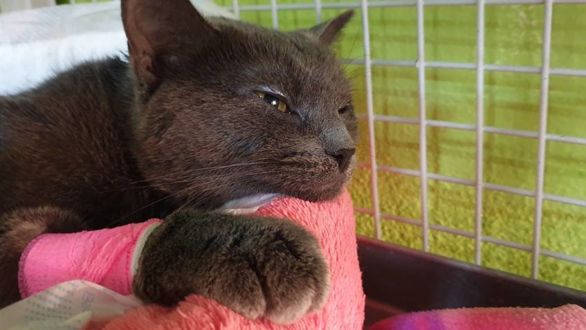 VČERA PŘIJATÁ "MODRÁ KOČIČKA" BYLA DNES NA KLINICE...