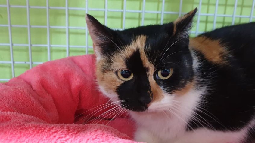 VČEREJŠÍ NOVÝ PŘÍJEM  NÁDHERNÁ KOČIČKA WHISKY