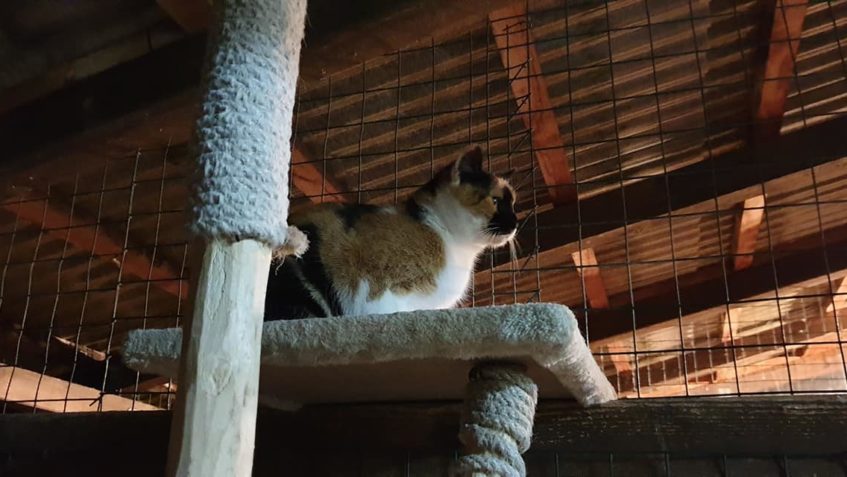 WHISKY  NA NOČNÍ PROCHAZCE VE VOLIÉŘE