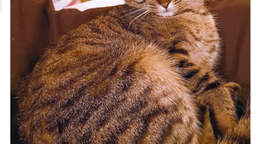 ZTRACENÁ KOČIČKA...