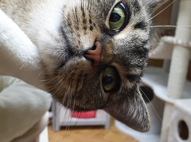 tzv. KOČIČÍ ZLATO  si nikdo moc neceni TOHLE JE ALE ŽIVÉ KOČ...