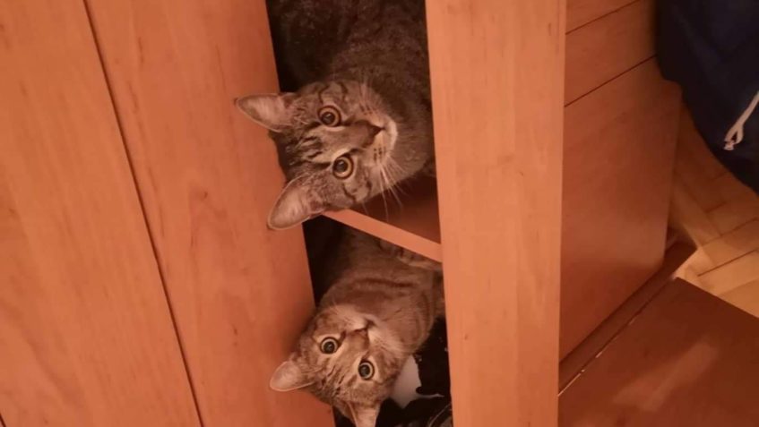 ŠILHÁNEK A ZÁZVOREK DOMA PĚKNĚ LUMPAČÍ...