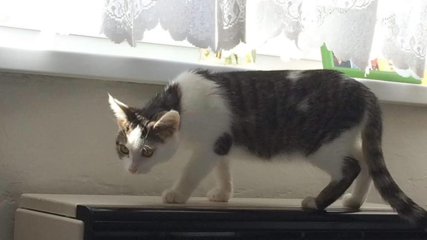 ŠMÍRÁČEK  UŽ DĚLÁ OPĚT ČEST SVÉMU JMÉNU...