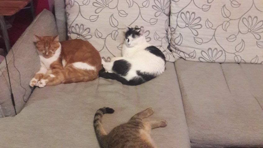 ARNOŠTEK(Army),JOŽÁNEK (Jožka),KETYNKA (Podluska) a SURINKA ...