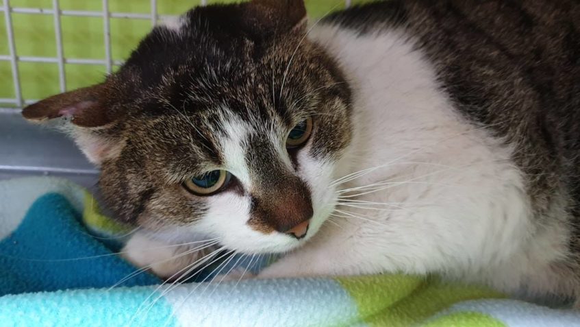 DALŠÍ VČERA PŘIJATÁ KOČIČKA  DO PÉČE SLUNÍČKA...