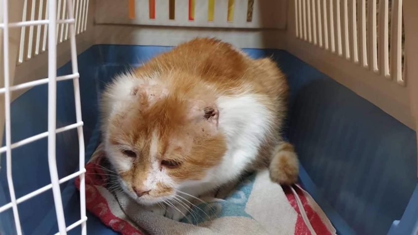 DALŠÍ ÚŽASNOU ZPRÁVOU A VELKOU BOMBOU  JE DNEŠNÍ ODCHOD GARG...