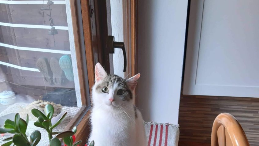 HAŠIŠ (PARSIFAL) A PRVNÍ ZPRÁVY...