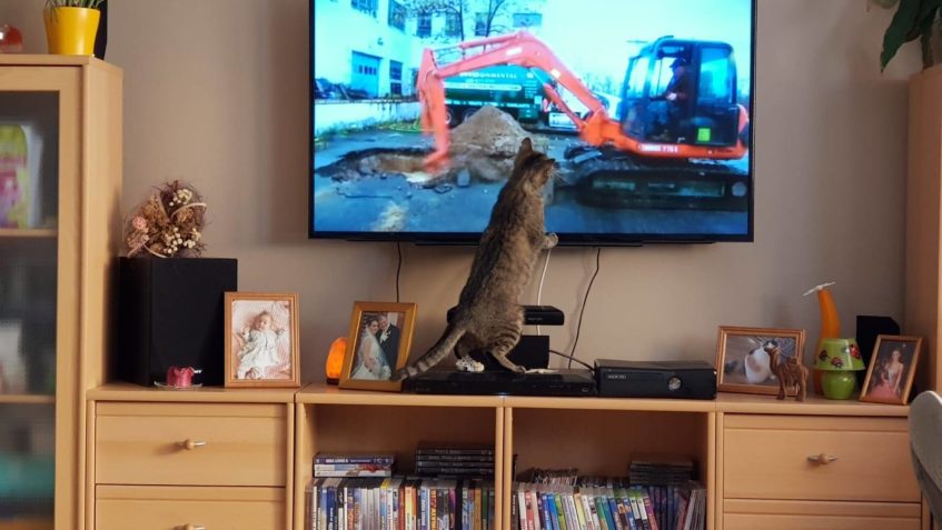 KIWI  a JEJÍ NOVÝ DOMOV...