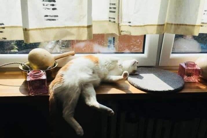 KOCOUREK AZRAELEK POZDRAVUJE KÁMOŠE DO SLUNÍČKA...