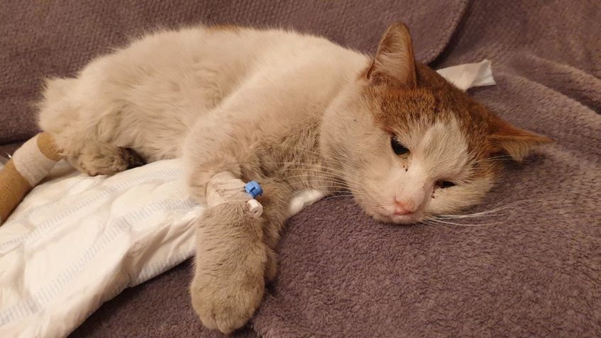 KOCOUREK Z ŽELEZÁREN...