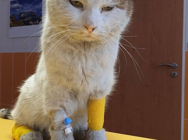 KOCOUREK už není jen z železáren UŽ JE TO kocourek  VIKOMNT ...