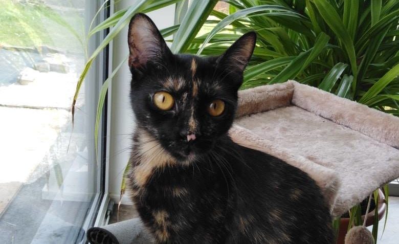 MALÁ ČUGR u nás ČOKOŠKA POZDRAVUJE VŠECHNY VE SLUNÍČKU...