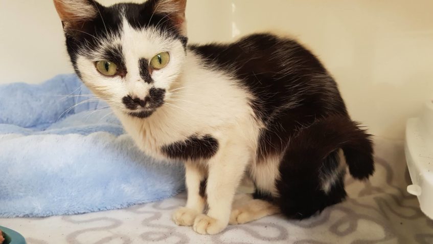 NOVĚ PŘIJATÉ KOČIČÍ HOLČIČKY KONSTANCIE A NORMA....