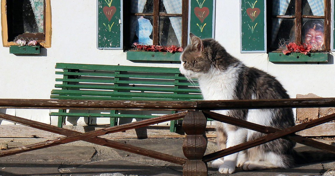 Nástrahy, které na kočku číhají u vás doma