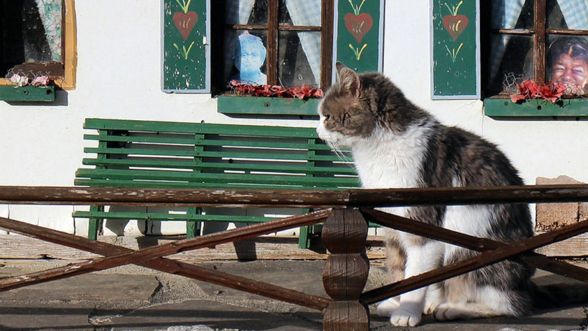 Nástrahy, které na kočku číhají u vás doma