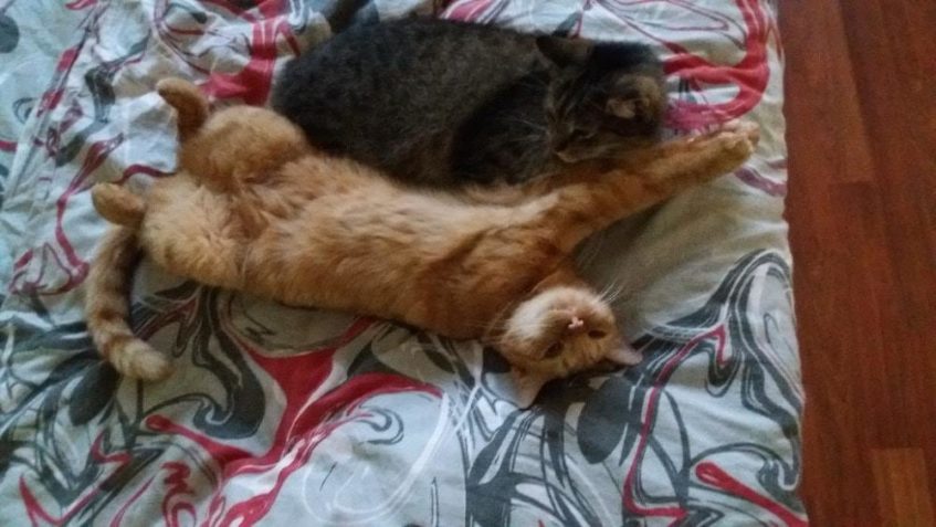 POZDRAVUJE VÁS KOCOUREK DEŠTÍČEK  (teď Dadýšek)...