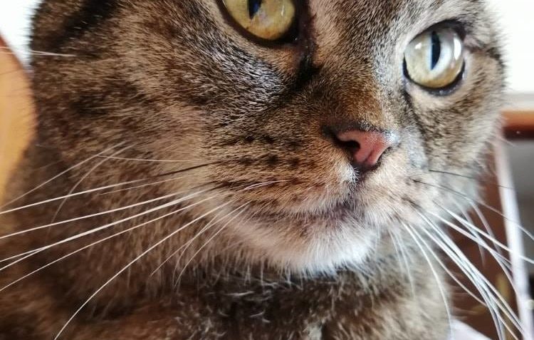 PRAHA ŘEPY - ZTRATILA SE...