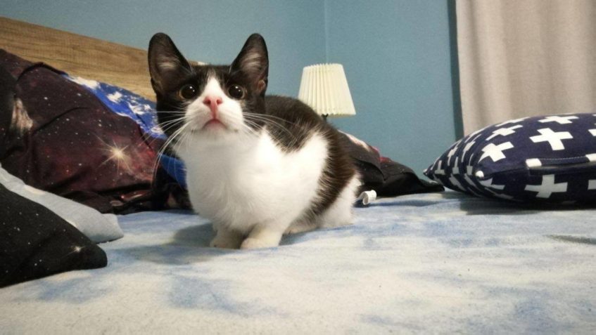 PÍŠE NÁM I MALÁ CHŇAPKA, KTERÁ SI NA VÝHODY SOUŽITÍ S LIDMI ...