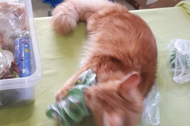 Přípravy na bazárek v kočičí kavárně U kočičích tlapek na Kl...