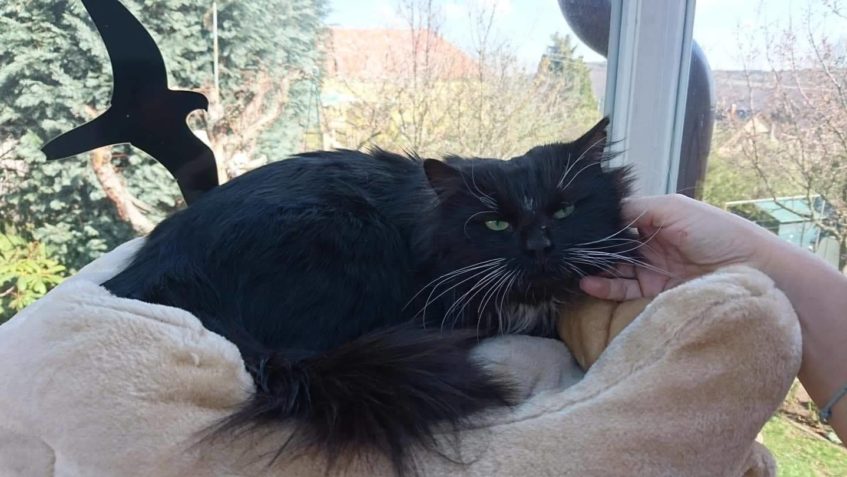 SALADIN A ZPRÁVY Z DOMOVA...