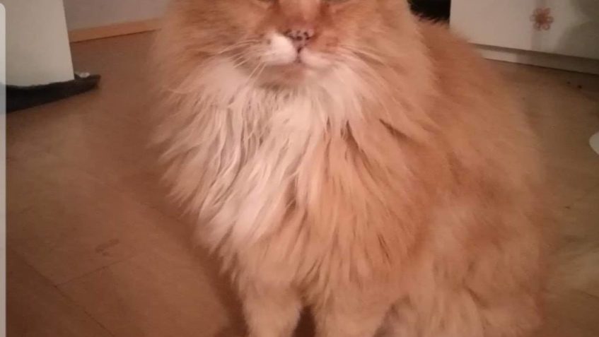 ZTRATIL SE KOCOUREK - PROSÍME O SDÍLENÍ...