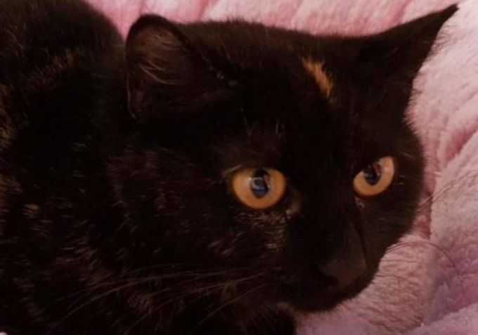 Astra ze Sluníčka - Kočičí přání