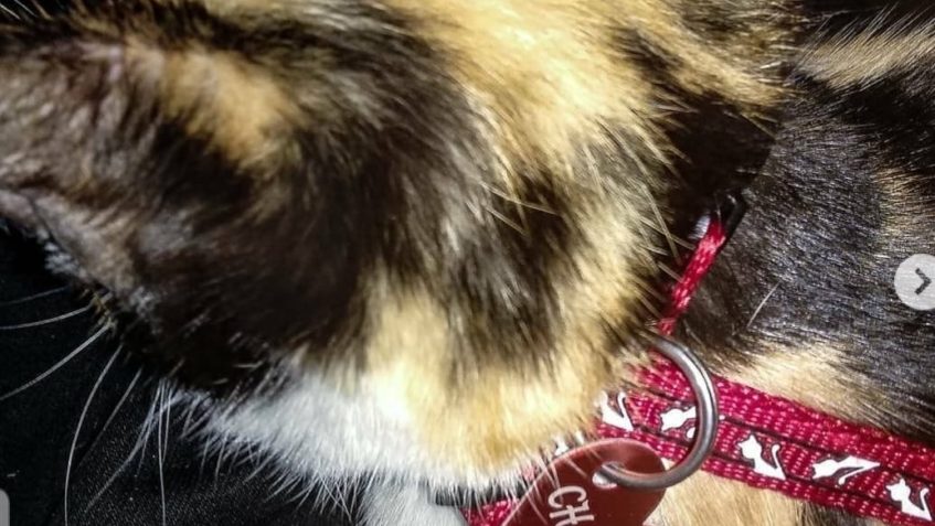 CHARLIE MŮŽE U TATÍNKA SKORO VŠE...