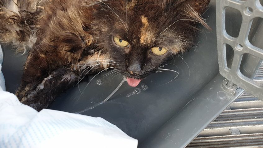 CHVALÍNKA - sobotní urgentní příjem...