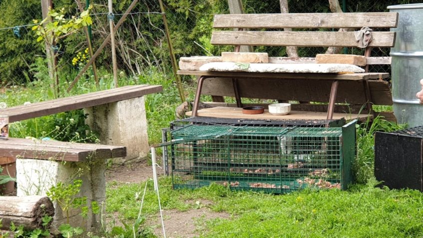 DNES JE KRÁSNĚ, TAKŽE POKRAČUJEME V ODCHYTU V ZAHRÁDKÁCH