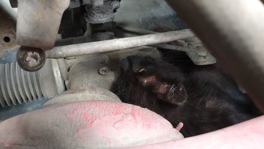 DNES PŘIJATÁ KOČIČKA SRAŽENÁ AUTEM...