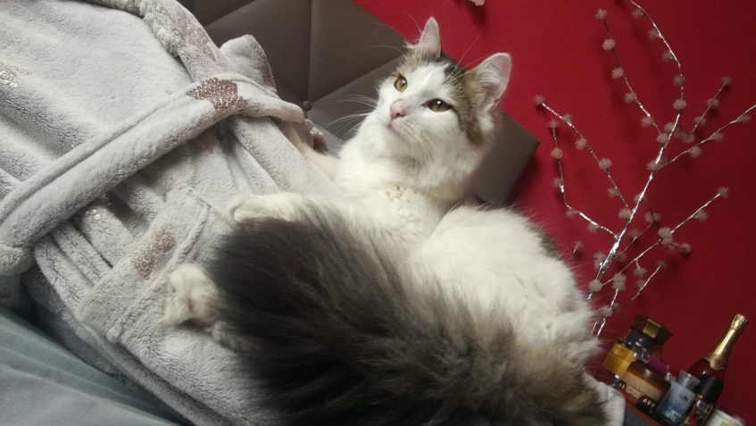 DONUTELA alias slečna chlupatice...