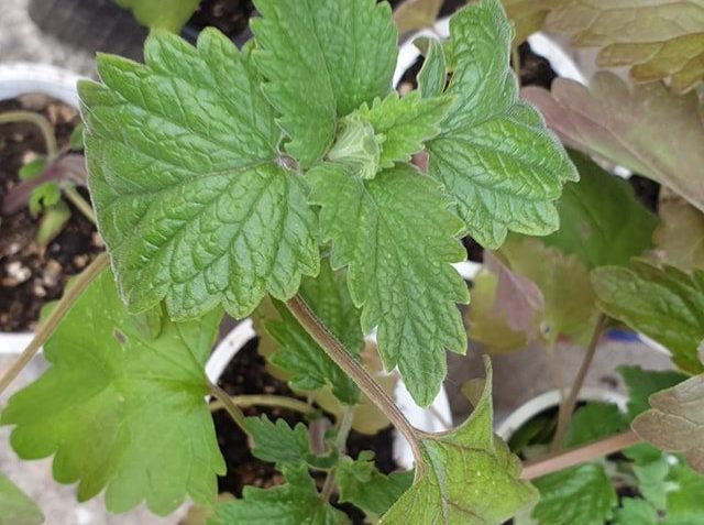 DĚKUJEME ZA DNEŠNÍ ÚŽASNÝ DÁREK, sazeničky Šanty kočičí