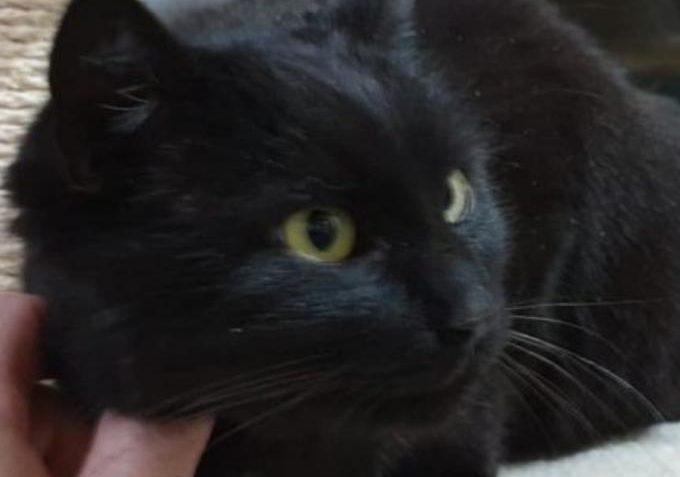 Flavie ze Sluníčka - Kočičí přání