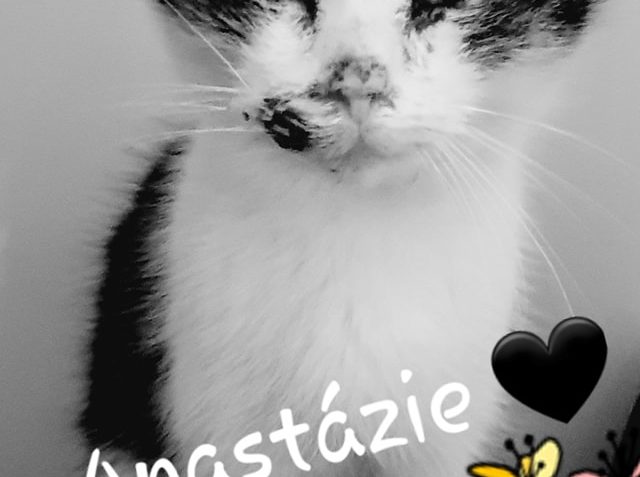 JE NÁM TO MOC LÍTO , ALE DNES JSME MUSELI ZA VELKOU KOČKOU D...