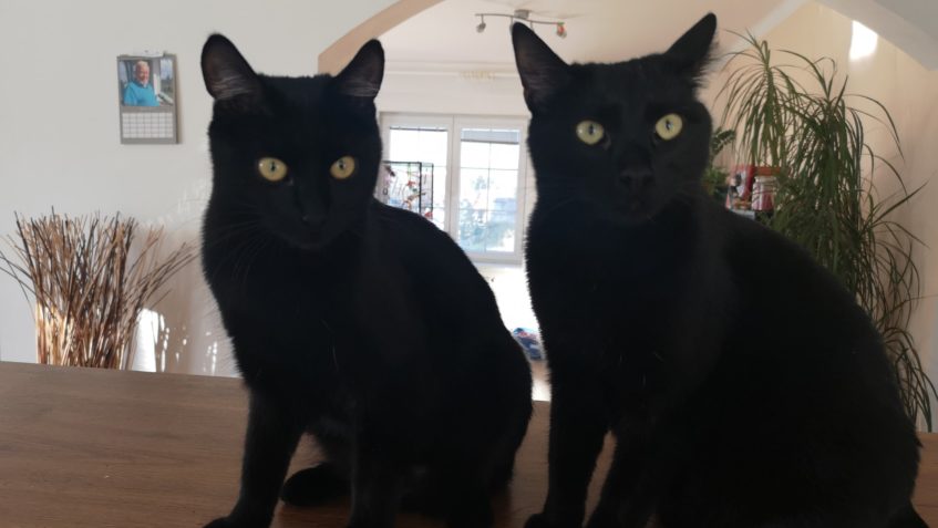 JIŽ DRUHÁ KOČIČKA SE ZTRATILA V NOVÉM DOMOVĚ A NENÍ K NALEZ...