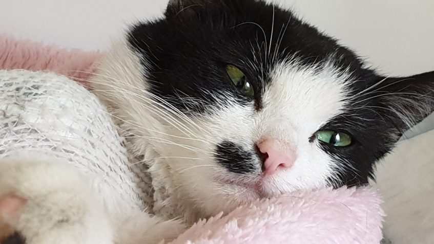 JOHANKA  - dnešní chlupatý poklad a miláček...