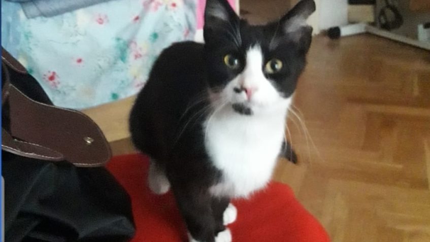 KNÍREK alias OLIK...