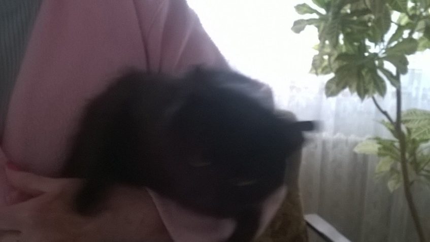 KOCOUREK KUKUČ  / KUBÍK...