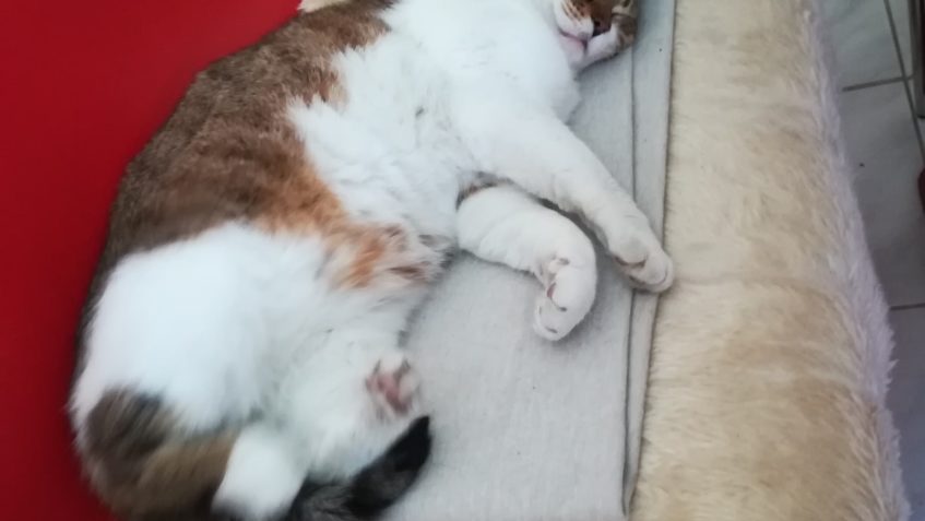 KOCOUREK ŠKOLNÍK JE VELKÝ SPÁČ...