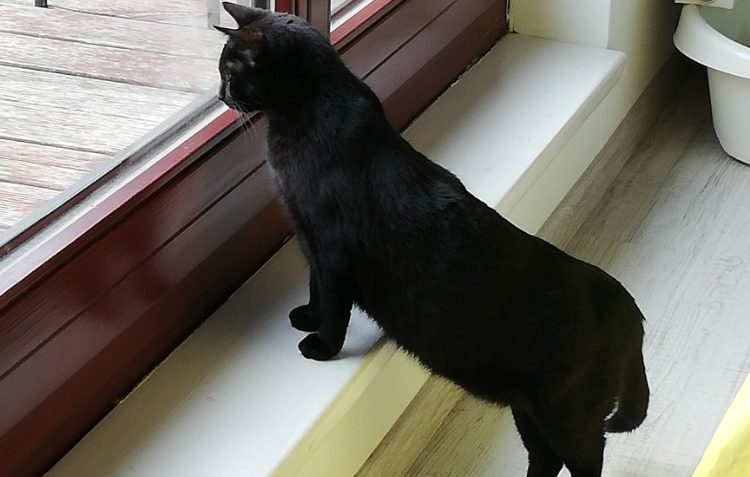 KOMINÍČEK U NÁS, "SNAP" V NOVÉM DOMOVĚ...