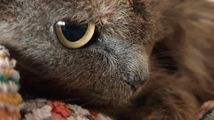 KOČIČKU MONU JSME SE ROZHODLI VYKOUPAT...