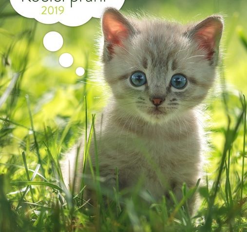 KOČIČÍ PŘÁNÍ...