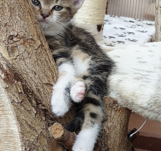 KOŤATA (SAFÍREK, KŘISŤÁLEK, GRANÁTEK) OD KOČIČKY VIOLETY  (n...