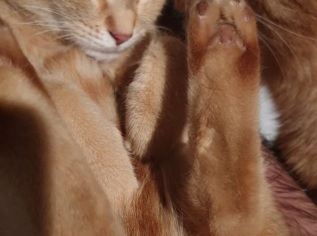 MALÁ REZAVÁ "PRINCEZNA"  JE TAKOVÝ MALÝ MAZLIVÝ TRUHLÍK...