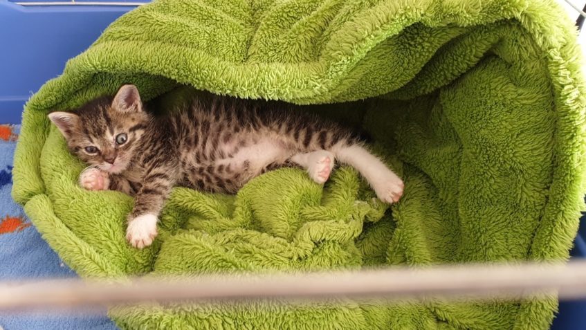 MALÝ ZEUS JE PĚKNÉ PRASÁTKO...