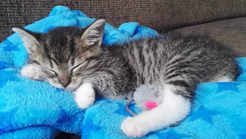 MALÝ "ZEUS "  MÁ I SVŮJ KOČÁR...