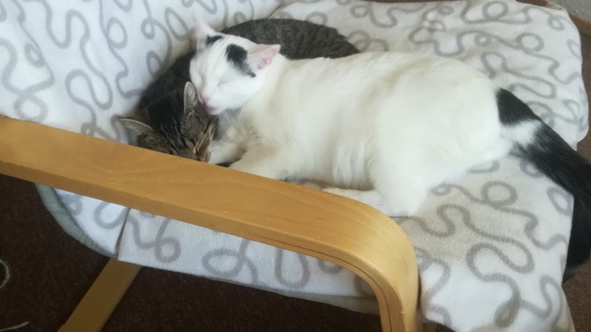 MARY & FLEKÁČEK...