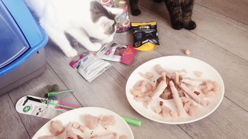 MINIE A ELVISEK OSLAVUJÍ...