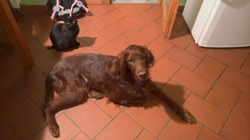 MOC KRÁSNÝ A ÚŽASNÝ POZDRAV OD KOČIČKY BEDRIŠKY...